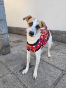 Botafogo Praia Shopping recebe Feira de Adoção Pet: nova chance para encontrar um cãozinho será neste sábado, 19 